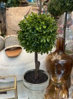 Small-Buxus-Potted-Tree_1
